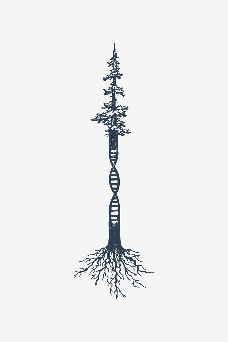 Evolúcia
